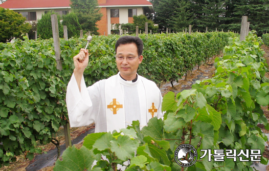 미사주 제조용 포도 축복미사