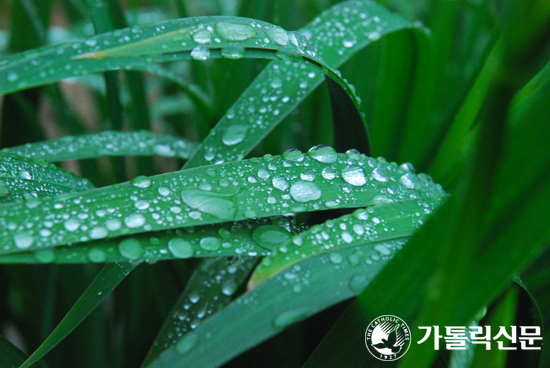 [포토 포커스] 싱그러운 초록의 생명