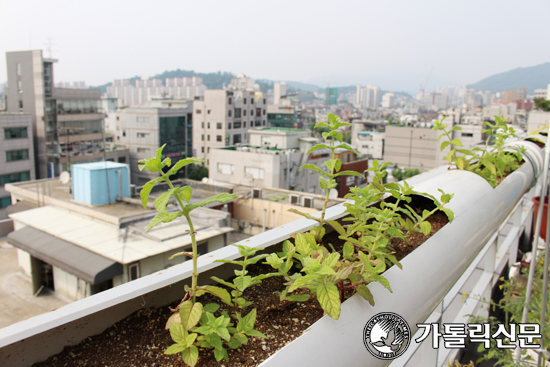 도시농부의 조건 (3). 흙을 만나는 기쁨