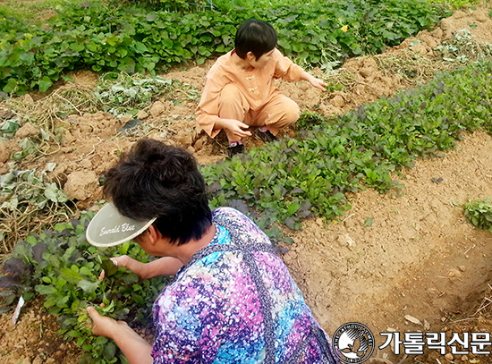 [지속가능한 생활의 지혜] (9) 생태 텃밭 가꾸기