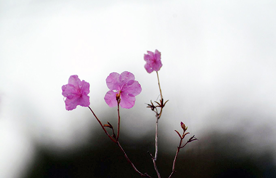 “주님이 이루신 일, 우리 눈에는 놀랍기만 하네.” (시편118)
