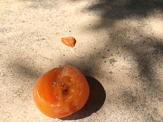 [포토에세이] 나눔의 은총