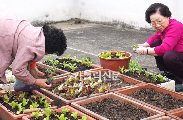 서울 성가정노인종합복지관, ‘파릇파릇 텃밭사업’ 시행