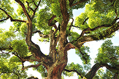 [포토에세이] 겨자씨는 자라서 나무가 되었다 