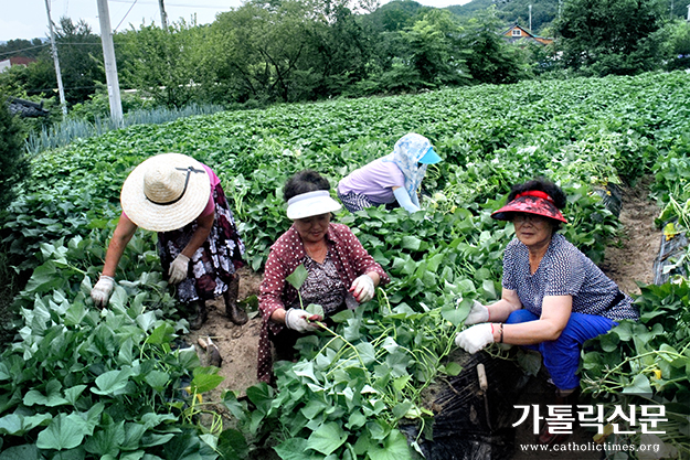 [더 쉬운 사회교리 해설-세상의 빛] 27. 공익(公益)과 생명의 상징인 농촌 (「간추린 사회교리」 299항)